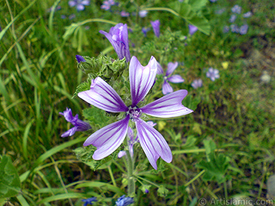Purple color Erica flower. <i>(Family: Ericaceae, Species: Erica)</i> <br>Photo Date: May 2007, Location: Turkey/Sakarya, By: Artislamic.com