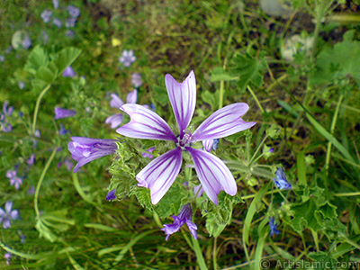 Mor Funda iei resmi. <i>(Ailesi: Ericaceae, Tr: Erica)</i> <br>ekim Tarihi: Mays 2007, Yer: Sakarya, Fotoraf: islamiSanat.net