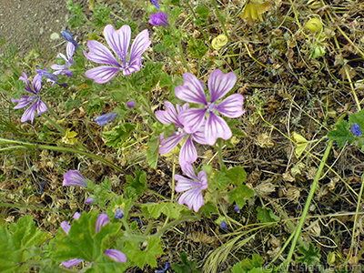 Purple color Erica flower. <i>(Family: Ericaceae, Species: Erica)</i> <br>Photo Date: May 2007, Location: Turkey/Sakarya, By: Artislamic.com