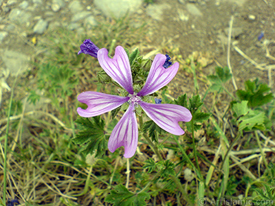 Mor Funda iei resmi. <i>(Ailesi: Ericaceae, Tr: Erica)</i> <br>ekim Tarihi: Mays 2007, Yer: Sakarya, Fotoraf: islamiSanat.net