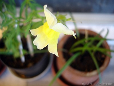 Yellow Snapdragon flower. <i>(Family: Plantaginaceae, Species: Antirrhinum)</i> <br>Photo Date: June 2010, Location: Turkey/Istanbul-Mother`s Flowers, By: Artislamic.com