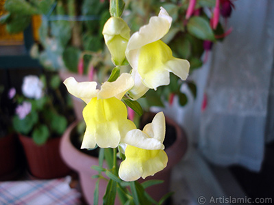 Yellow Snapdragon flower. <i>(Family: Plantaginaceae, Species: Antirrhinum)</i> <br>Photo Date: June 2010, Location: Turkey/Istanbul-Mother`s Flowers, By: Artislamic.com