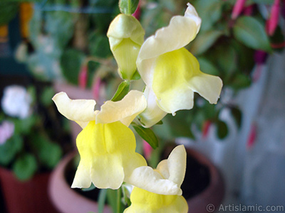 Yellow Snapdragon flower. <i>(Family: Plantaginaceae, Species: Antirrhinum)</i> <br>Photo Date: June 2010, Location: Turkey/Istanbul-Mother`s Flowers, By: Artislamic.com