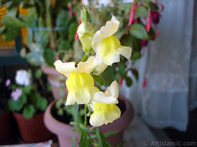 Yellow Snapdragon flower. <i>(Family: Plantaginaceae, Species: Antirrhinum)</i> <br>Photo Date: June 2010, Location: Turkey/Istanbul-Mother`s Flowers, By: Artislamic.com