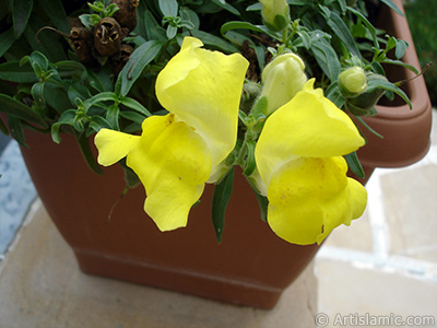 Sar Aslanaz -Balkaz- iei resmi. <i>(Ailesi: Plantaginaceae, Tr: Antirrhinum)</i> <br>ekim Tarihi: Austos 2008, Yer: Yalova-Termal, Fotoraf: islamiSanat.net