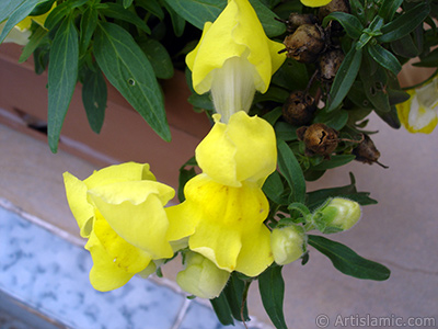 Yellow Snapdragon flower. <i>(Family: Plantaginaceae, Species: Antirrhinum)</i> <br>Photo Date: August 2008, Location: Turkey/Yalova-Termal, By: Artislamic.com