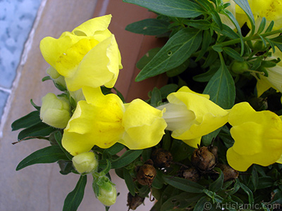 Yellow Snapdragon flower. <i>(Family: Plantaginaceae, Species: Antirrhinum)</i> <br>Photo Date: August 2008, Location: Turkey/Yalova-Termal, By: Artislamic.com