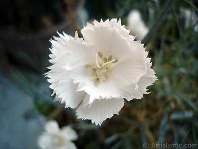 Beyaz Karanfil iei resmi. <i>(Ailesi: Caryophyllaceae, Tr: Dianthus caryophyllus)</i> <br>ekim Tarihi: Haziran 2006, Yer: stanbul-Annemin iekleri, Fotoraf: islamiSanat.net