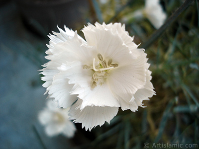 Beyaz Karanfil iei resmi. <i>(Ailesi: Caryophyllaceae, Tr: Dianthus caryophyllus)</i> <br>ekim Tarihi: Haziran 2006, Yer: stanbul-Annemin iekleri, Fotoraf: islamiSanat.net