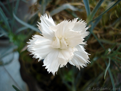 Beyaz Karanfil iei resmi. <i>(Ailesi: Caryophyllaceae, Tr: Dianthus caryophyllus)</i> <br>ekim Tarihi: Haziran 2006, Yer: stanbul-Annemin iekleri, Fotoraf: islamiSanat.net