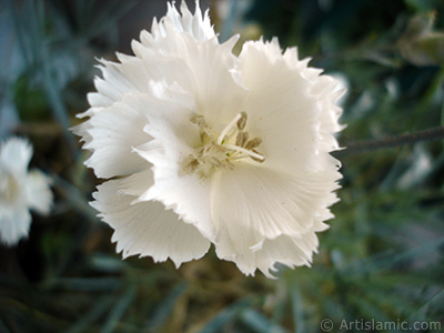 Beyaz Karanfil iei resmi. <i>(Ailesi: Caryophyllaceae, Tr: Dianthus caryophyllus)</i> <br>ekim Tarihi: Haziran 2006, Yer: stanbul-Annemin iekleri, Fotoraf: islamiSanat.net