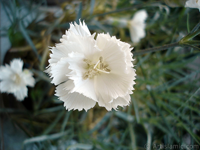 Beyaz Karanfil iei resmi. <i>(Ailesi: Caryophyllaceae, Tr: Dianthus caryophyllus)</i> <br>ekim Tarihi: Haziran 2006, Yer: stanbul-Annemin iekleri, Fotoraf: islamiSanat.net