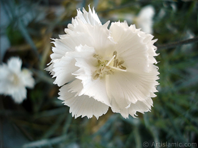 Beyaz Karanfil iei resmi. <i>(Ailesi: Caryophyllaceae, Tr: Dianthus caryophyllus)</i> <br>ekim Tarihi: Haziran 2006, Yer: stanbul-Annemin iekleri, Fotoraf: islamiSanat.net