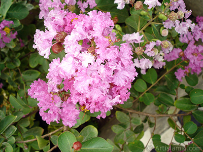 Oya aacnn pembe ieinin resmi. <i>(Ailesi: Lythraceae, Tr: Lagerstroemia indica)</i> <br>ekim Tarihi: Austos 2008, Yer: Yalova-Termal, Fotoraf: islamiSanat.net