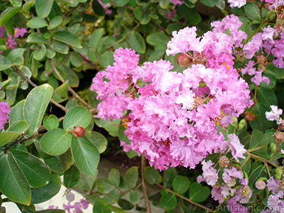 Oya aacnn pembe ieinin resmi. <i>(Ailesi: Lythraceae, Tr: Lagerstroemia indica)</i> <br>ekim Tarihi: Austos 2008, Yer: Yalova-Termal, Fotoraf: islamiSanat.net