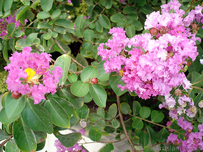 Oya aacnn pembe ieinin resmi. <i>(Ailesi: Lythraceae, Tr: Lagerstroemia indica)</i> <br>ekim Tarihi: Austos 2008, Yer: Yalova-Termal, Fotoraf: islamiSanat.net