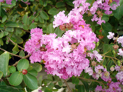 Oya aacnn pembe ieinin resmi. <i>(Ailesi: Lythraceae, Tr: Lagerstroemia indica)</i> <br>ekim Tarihi: Austos 2008, Yer: Yalova-Termal, Fotoraf: islamiSanat.net