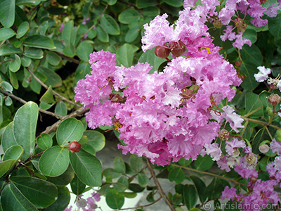 Oya aacnn pembe ieinin resmi. <i>(Ailesi: Lythraceae, Tr: Lagerstroemia indica)</i> <br>ekim Tarihi: Austos 2008, Yer: Yalova-Termal, Fotoraf: islamiSanat.net