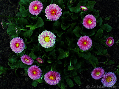 Some pink wildflowers. <br>Photo Date: April 2009, Location: Turkey/Istanbul, By: Artislamic.com