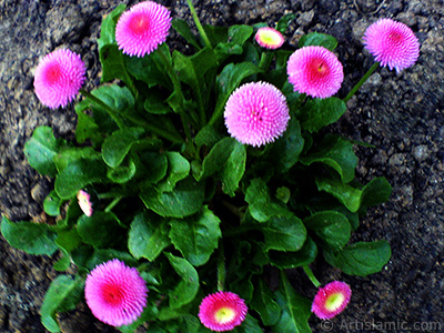 Some pink wildflowers. <br>Photo Date: April 2009, Location: Turkey/Istanbul, By: Artislamic.com