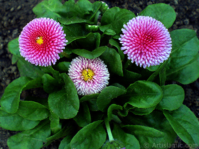 Some pink wildflowers. <br>Photo Date: April 2009, Location: Turkey/Istanbul, By: Artislamic.com