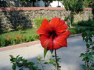 A red color Japanese Rose, -Chinese Rose, Tropical Hibiscus, Shoe Flower-. <i>(Family: Malvaceae, Species: Hibiscus rosa-sinensis)</i> <br>Photo Date: August 2005, Location: Turkey/Yalova-Termal, By: Artislamic.com