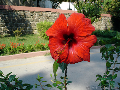 A red color Japanese Rose, -Chinese Rose, Tropical Hibiscus, Shoe Flower-. <i>(Family: Malvaceae, Species: Hibiscus rosa-sinensis)</i> <br>Photo Date: August 2005, Location: Turkey/Yalova-Termal, By: Artislamic.com