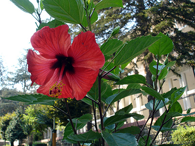 A red color Japanese Rose, -Chinese Rose, Tropical Hibiscus, Shoe Flower-. <i>(Family: Malvaceae, Species: Hibiscus rosa-sinensis)</i> <br>Photo Date: August 2005, Location: Turkey/Yalova-Termal, By: Artislamic.com