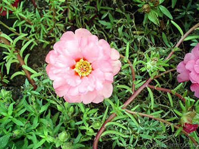 Pembe semizotu iei resmi. <i>(Ailesi: Portulacaceae, Tr: Portulaca grandiflora)</i> <br>ekim Tarihi: Austos 2008, Yer: Yalova-Termal, Fotoraf: islamiSanat.net