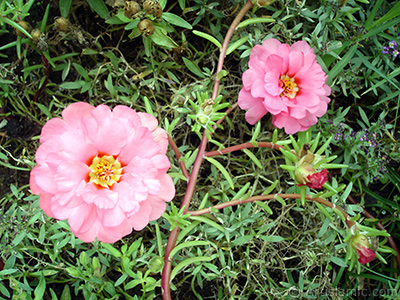 Pink Moss rose -Perslane, Purslane- flower. <i>(Family: Portulacaceae, Species: Portulaca grandiflora)</i> <br>Photo Date: August 2008, Location: Turkey/Yalova-Termal, By: Artislamic.com