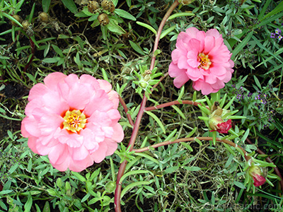 Pembe semizotu iei resmi. <i>(Ailesi: Portulacaceae, Tr: Portulaca grandiflora)</i> <br>ekim Tarihi: Austos 2008, Yer: Yalova-Termal, Fotoraf: islamiSanat.net