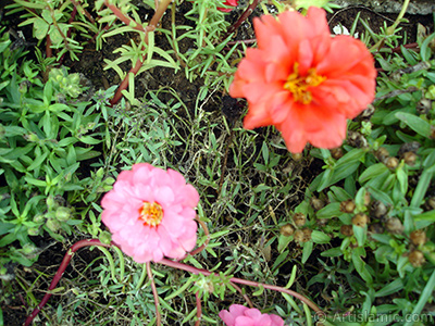 Pembe semizotu iei resmi. <i>(Ailesi: Portulacaceae, Tr: Portulaca grandiflora)</i> <br>ekim Tarihi: Austos 2008, Yer: Yalova-Termal, Fotoraf: islamiSanat.net