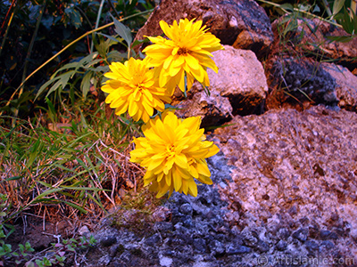 Yellow color Double Kerria -Wild Rose, Japanese Rose- flower. <i>(Family: Rosaceae, Species: Kerria Japonica Pleniflora)</i> <br>Photo Date: July 2005, Location: Turkey/Trabzon, By: Artislamic.com