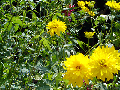 Yellow color Double Kerria -Wild Rose, Japanese Rose- flower. <i>(Family: Rosaceae, Species: Kerria Japonica Pleniflora)</i> <br>Photo Date: July 2005, Location: Turkey/Trabzon, By: Artislamic.com