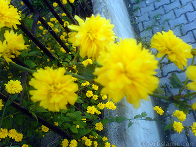 Yellow color Double Kerria -Wild Rose, Japanese Rose- flower. <i>(Family: Rosaceae, Species: Kerria Japonica Pleniflora)</i> <br>Photo Date: April 2007, Location: Turkey/Sakarya, By: Artislamic.com