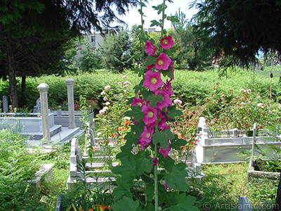 Pink Hibiscus flower. <i>(Family: Malvaceae, Species: Hibiscus Zephyr Marshmallow)</i> <br>Photo Date: June 2005, Location: Turkey/Trabzon, By: Artislamic.com