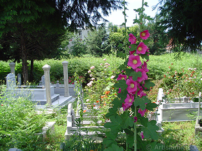 Pink Hibiscus flower. <i>(Family: Malvaceae, Species: Hibiscus Zephyr Marshmallow)</i> <br>Photo Date: June 2005, Location: Turkey/Trabzon, By: Artislamic.com