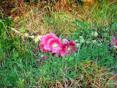 Pink Hibiscus flower. <i>(Family: Malvaceae, Species: Hibiscus Zephyr Marshmallow)</i> <br>Photo Date: July 2005, Location: Turkey/Trabzon, By: Artislamic.com