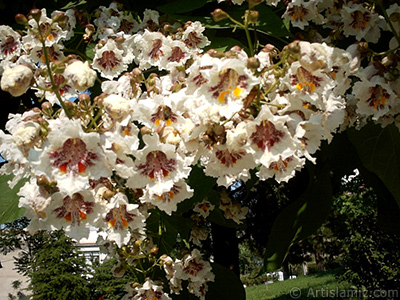 Katalpa Aac ve ieinin resmi. <i>(Ailesi: Bignoniaceae, Tr: Catalpa bignonioides)</i> <br>ekim Tarihi: Ocak 2002, Yer: Bursa, Fotoraf: islamiSanat.net