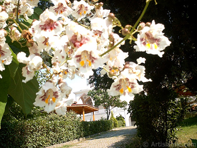 Southern Catalpa -Indian Bean Tree- flower. <i>(Family: Bignoniaceae, Species: Catalpa bignonioides)</i> <br>Photo Date: January 2002, Location: Turkey/Bursa, By: Artislamic.com