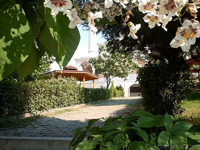 Southern Catalpa -Indian Bean Tree- flower. <i>(Family: Bignoniaceae, Species: Catalpa bignonioides)</i> <br>Photo Date: January 2002, Location: Turkey/Bursa, By: Artislamic.com