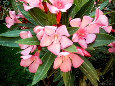 Zakkum Aacnn pembe ieinin resmi. <i>(Ailesi: Apocynaceae, Tr: Nerium oleander)</i> <br>ekim Tarihi: Ocak 2002, Yer: Bursa, Fotoraf: islamiSanat.net