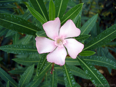 Zakkum Aacnn pembe ieinin resmi. <i>(Ailesi: Apocynaceae, Tr: Nerium oleander)</i> <br>ekim Tarihi: Eyll 2005, Yer: Bursa, Fotoraf: islamiSanat.net