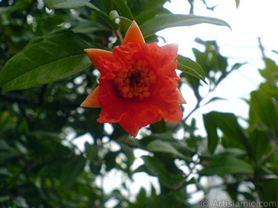 Pomegranate`s flower. -Other names: Anar, Granada, Grenade, Granaatappel, Pomo Granato, Romeira, Melo Grano-. <i>(Family: Punicaceae, Species: Punica granatum)</i> <br>Photo Date: August 2007, Location: Turkey/Sakarya, By: Artislamic.com