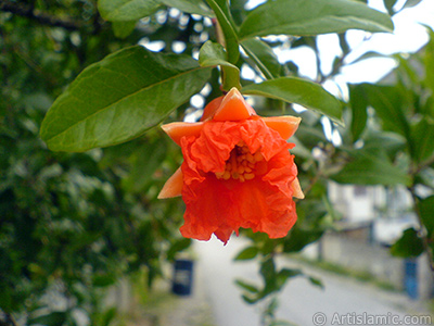 Pomegranate`s flower. -Other names: Anar, Granada, Grenade, Granaatappel, Pomo Granato, Romeira, Melo Grano-. <i>(Family: Punicaceae, Species: Punica granatum)</i> <br>Photo Date: August 2007, Location: Turkey/Sakarya, By: Artislamic.com