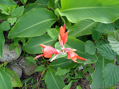 Ay penesigillerden geni yaprakl krmz iekli bir bitkinin -Pink Justicia- resmi. <i>(Ailesi: Acanthaceae, Tr: Dianthera candicans)</i> <br>ekim Tarihi: Temmuz 2005, Yer: Trabzon, Fotoraf: islamiSanat.net