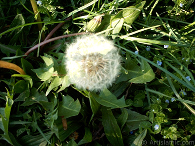 A plant photo. <br>Photo Date: January 2002, Location: Turkey/Istanbul-Uskudar, By: Artislamic.com