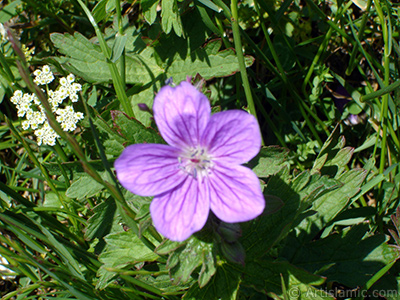 A flower photo. <br>Photo Date: July 2005, Location: Turkey/Trabzon, By: Artislamic.com