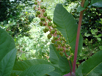 A plant photo. <br>Photo Date: July 2005, Location: Turkey/Trabzon, By: Artislamic.com