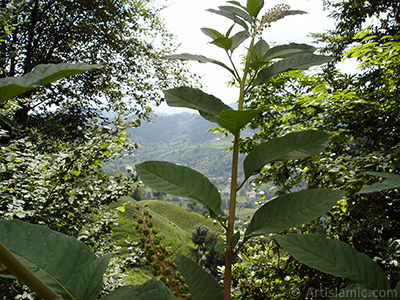 Bir bitki resmi. <br>ekim Tarihi: Temmuz 2005, Yer: Trabzon, Fotoraf: islamiSanat.net